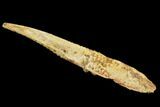 Cretaceous Shark (Hybodus) Dorsal Spine - Morocco #93925-1